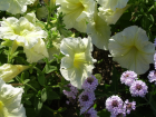 thumbs/SSA42118.JPG.png