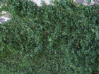 thumbs/SSA42206.JPG.png